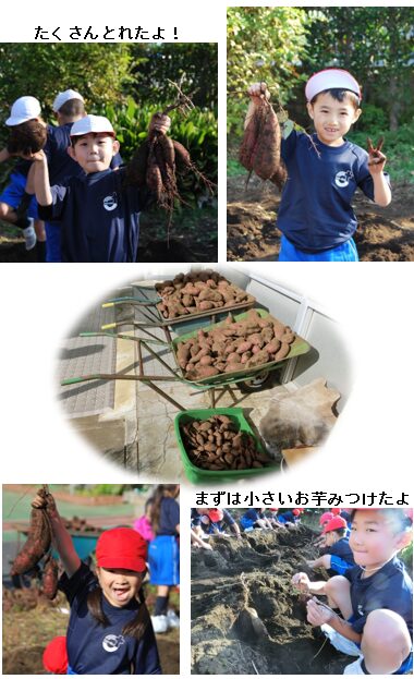 さつま芋の収穫