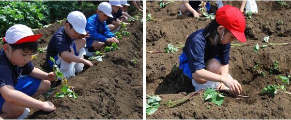さつま芋の苗を植えました