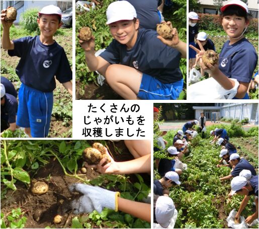 じゃがいもの収穫