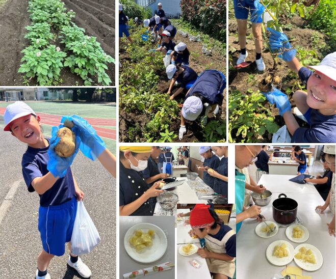 じゃがいもの成長・収穫・調理