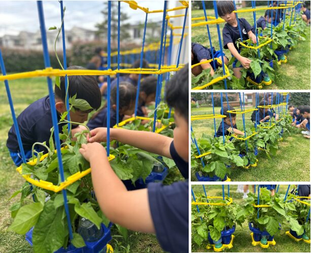 アサガオの成長