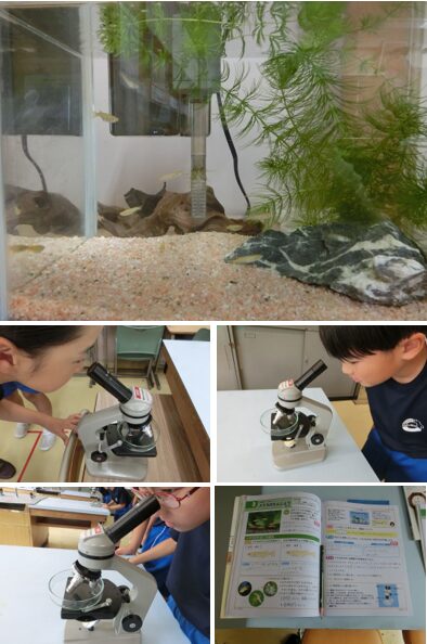 メダカのたんじょう